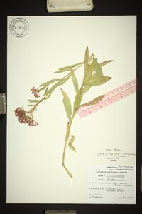 Asclepias incarnata var. pulchra image