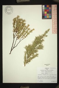 Juniperus communis var. depressa image