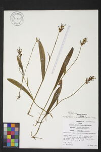 Platanthera clavellata image