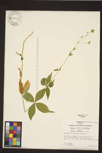 Silene stellata image