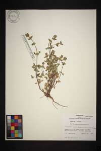Lagopsis supina image