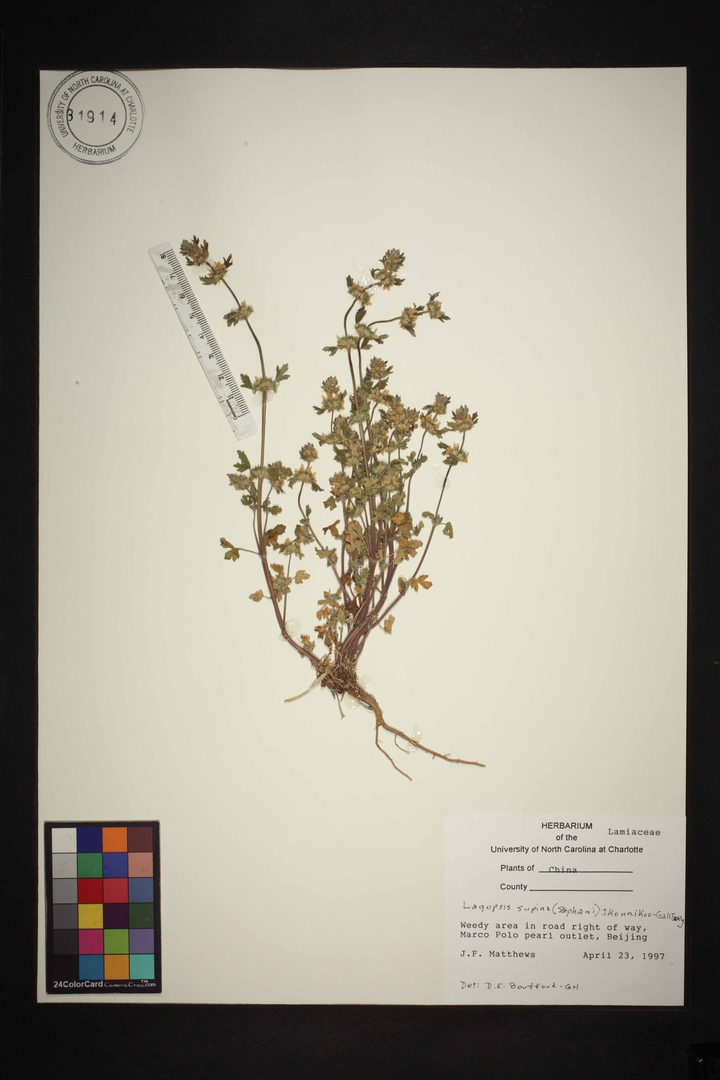 Lagopsis supina image