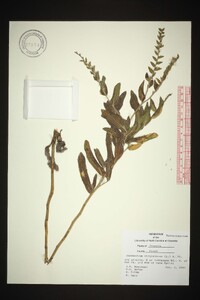 Onosmodium virginianum image