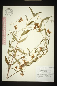 Jamesianthus alabamensis image