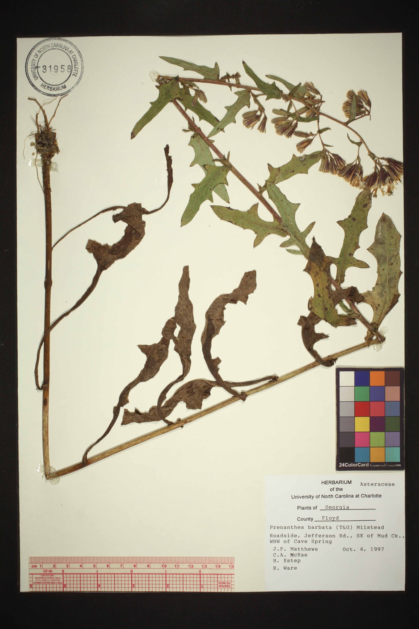 Nabalus barbatus image