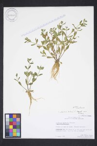Lindernia dubia var. dubia image
