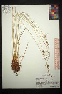 Juncus coriaceus image