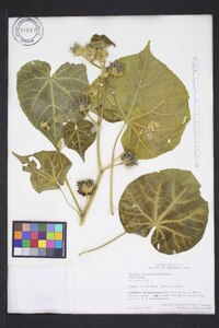 Abutilon theophrasti image