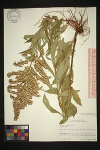 Solidago canadensis var. hargeri image