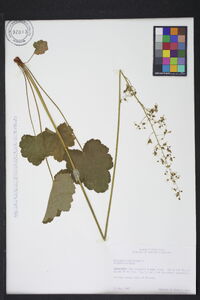 Heuchera americana image