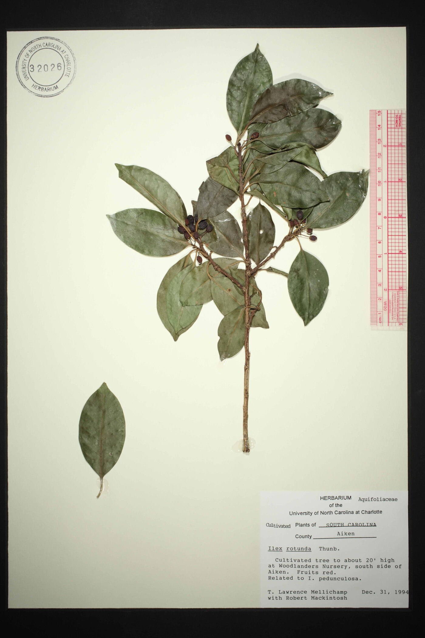 Ilex rotunda image