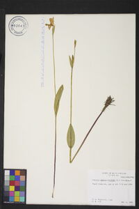 Pogonia ophioglossoides image