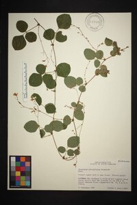 Desmodium rotundifolium image