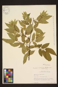 Carpinus caroliniana var. caroliniana image