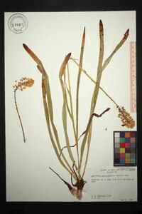 Amianthium muscitoxicum image