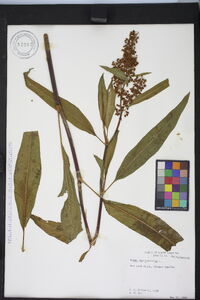 Rumex verticillatus image