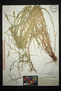 Carex tribuloides var. sangamonensis image