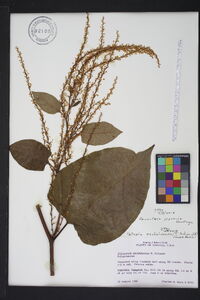 Reynoutria japonica image