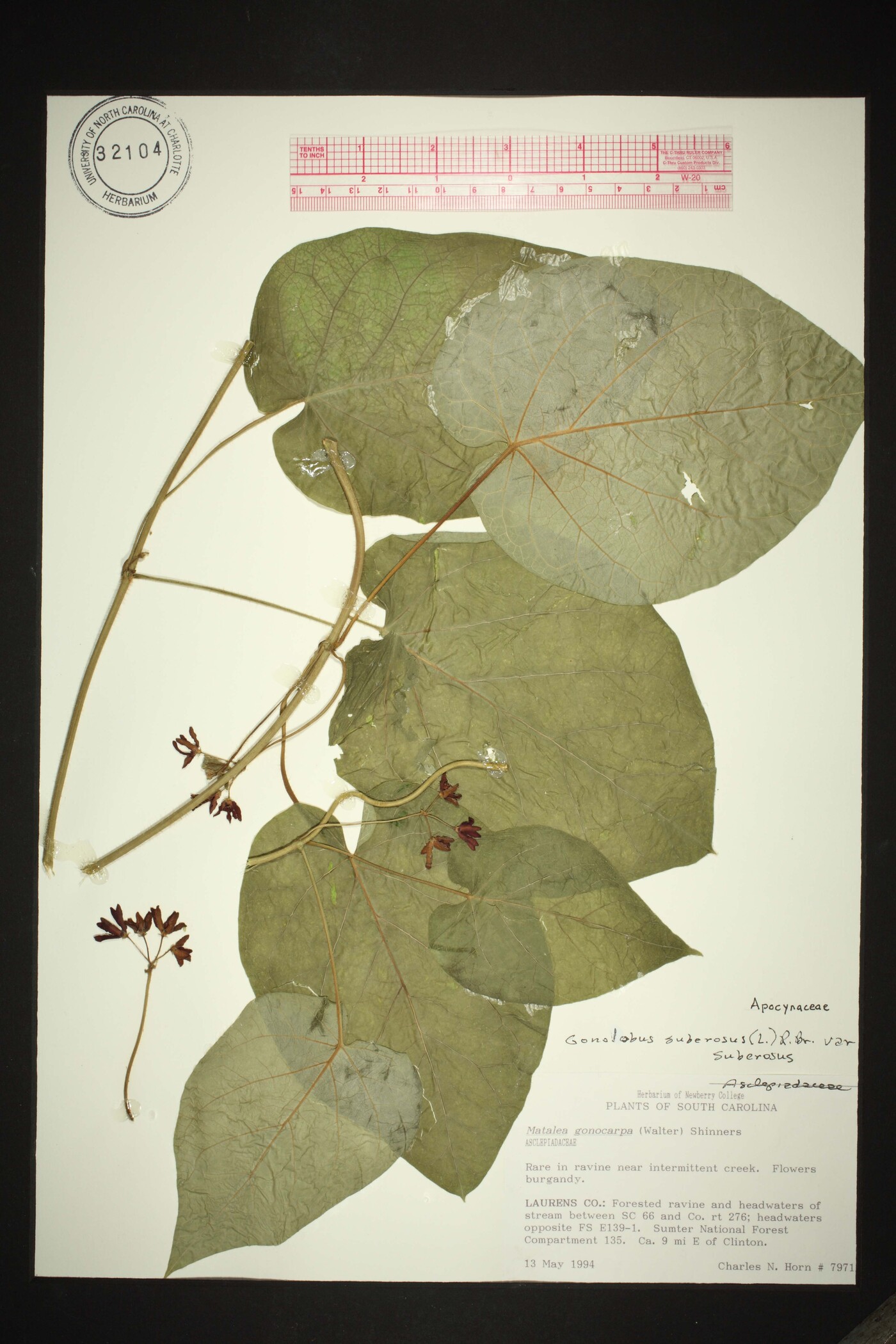Gonolobus suberosus var. suberosus image