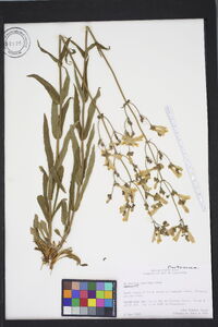 Penstemon australis image