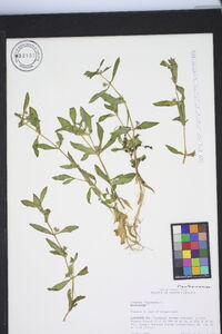 Gratiola virginiana image