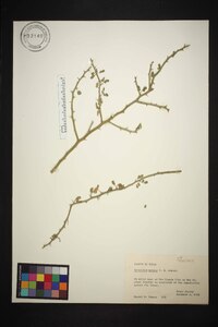 Parkinsonia texana var. macra image