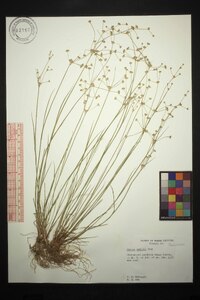 Juncus debilis image