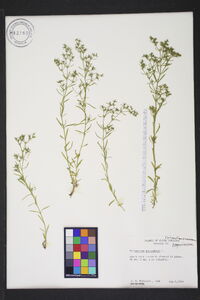 Polypremum procumbens image