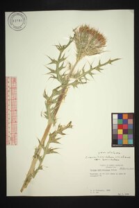 Cirsium horridulum image