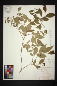 Lyonia ligustrina var. foliosiflora image