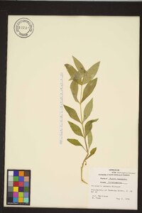 Stellaria puber image