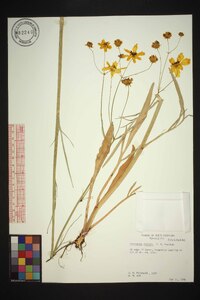 Coreopsis falcata image