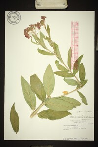 Asclepias incarnata var. pulchra image