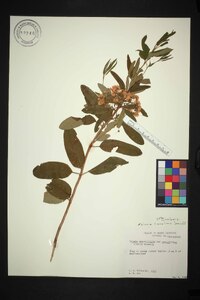 Kalmia angustifolia var. carolina image