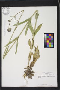 Verbena bonariensis image