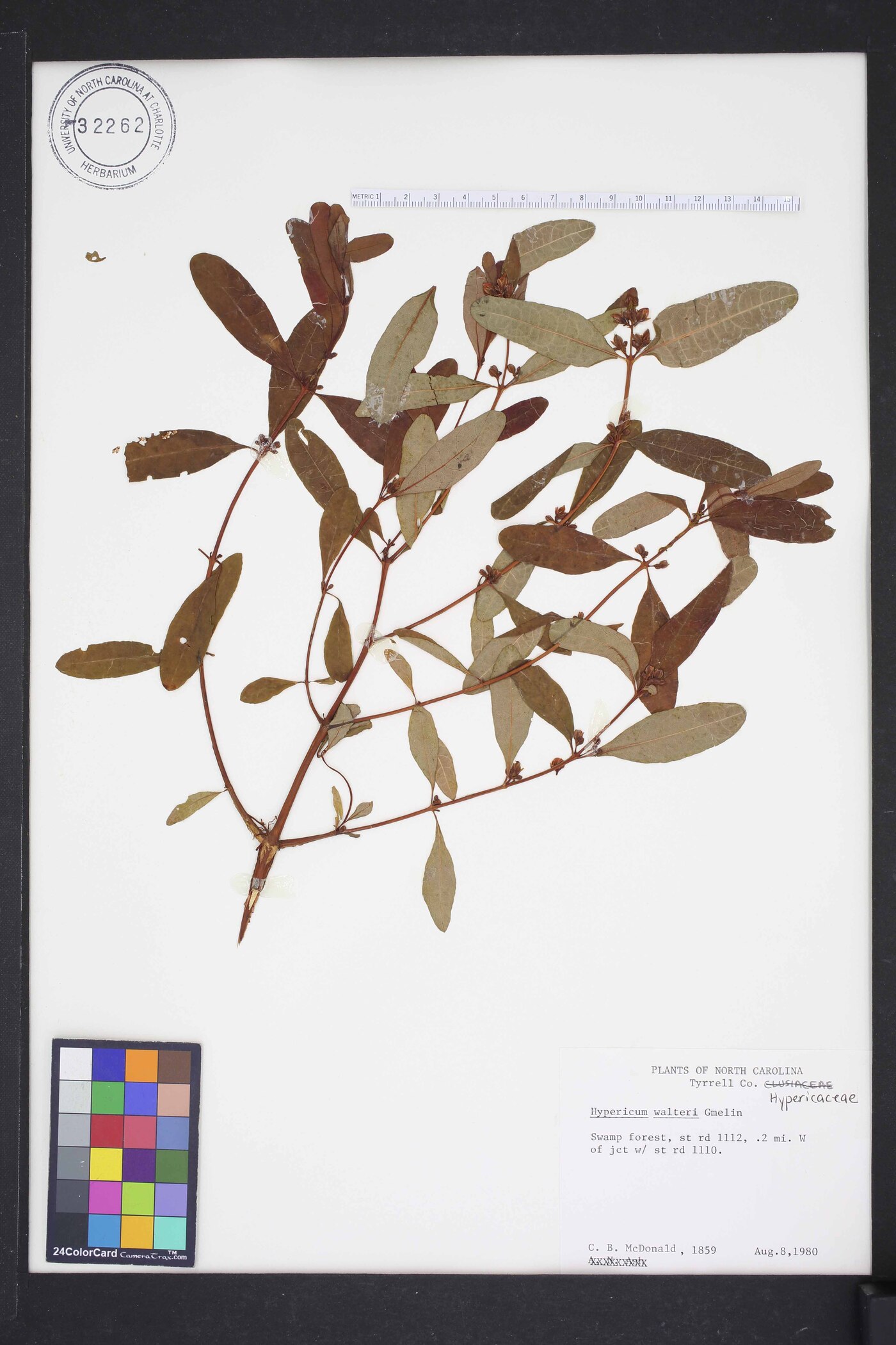 Hypericum walteri image