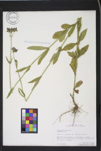 Verbena bonariensis image