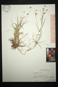 Juncus repens image