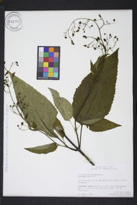 Scrophularia marilandica image