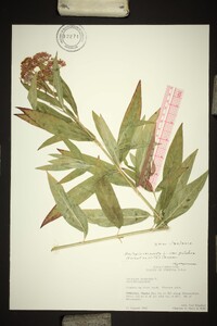 Asclepias incarnata var. pulchra image