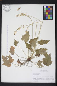 Tiarella cordifolia image
