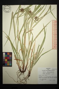 Carex grayi image