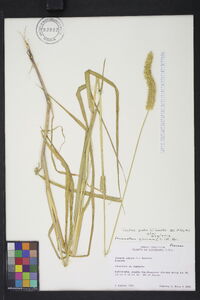 Pennisetum glaucum image