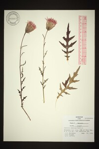 Cirsium muticum image