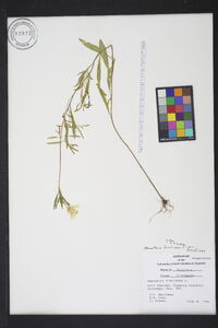 Oenothera fruticosa var. fruticosa image