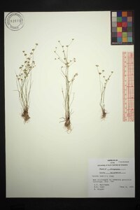 Juncus debilis image