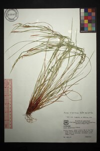 Carex oligocarpa image