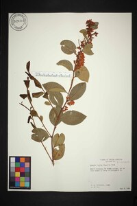 Lyonia lucida image