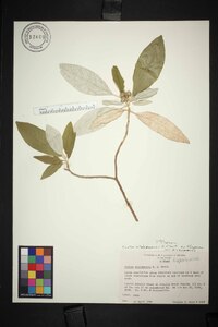 Croton alabamensis image