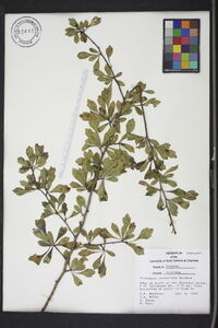 Crataegus spathulata image